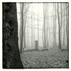 Wald 12